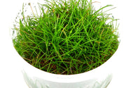 Eleocharis acicularis. Beliebter Bodendecker im Aquascaping. Einfach zu pflegende Aquariumpflanze. Eleocharis Acicularis wächst rasenartig. 