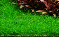 Eleocharis acicularis, grüne Wiese für Aquarium. Vordergundpflanze für Aquarien. Bodendecker. Aquascaping. Saftig grüne Wiese unter Wasser. Wird max. 3-6 cm hoch. 