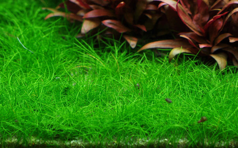 Eleocharis acicularis, grüne Wiese für Aquarium. Vordergundpflanze für Aquarien. Bodendecker. Aquascaping. Saftig grüne Wiese unter Wasser. Wird max. 3-6 cm hoch. 