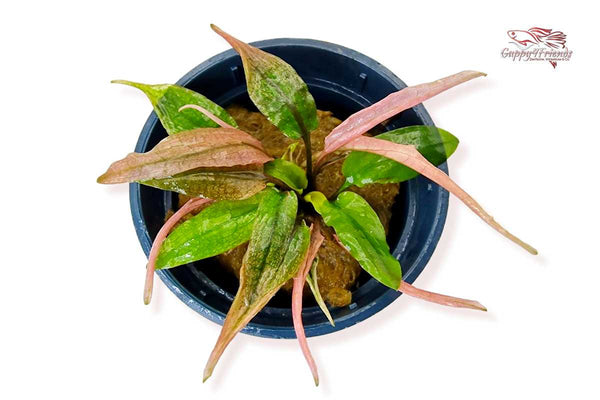 Cryptocoryne-wendtii-Flamingo-Cryptocoryne-Rarität-Crypto-Aquariumpflanze-rosaBlätter-pinke-Blattfarbe-Flamingo-Wasserkelch-Vordergrund-Mittelgrund-Vordergrundpflanze-Wasserpflanze-rote-Pflanze-rosa-Aquariumpflanze-waterplant-Dennerleplants