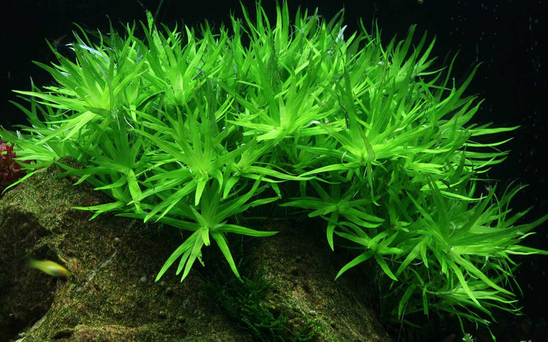 Heteranthera-zosterifolia-In-Vitro-Tropica-1-2Grow!-Guppy4friends-Hintergrundpflanze-Winterversand-Wasserpflanzen-waterplants-plant-care-gegen-Algen-bekämpft-Algen-buschiger-Wuchs-kleines-Trugkölbchen-