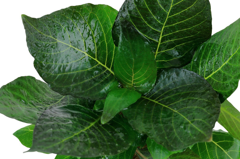 Hygrophila Corymbosa compact Aquariumpflanze. Dicht und verzweigt wachsende Aquarium Vordergrund Pflanze. Keine Lichtansprüche. Bildet zahlreiche Seitentriebe. 