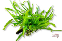 Javafarn-Narrow-Aufsitzerpflanze-Farne-Naturfarn-Microsorum-Pteropus-Aquariumpflanze-Wurzel-mit-Saugnapf-Sauger-Holzwurzel-mit-Pflanze