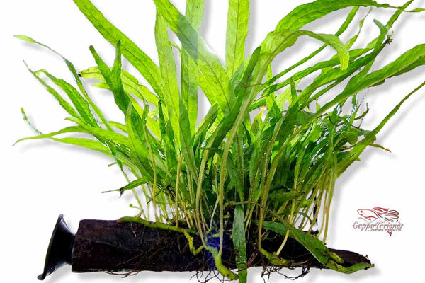 Javafarn-Narrow-Aufsitzerpflanze-Farne-Naturfarn-Microsorum-Pteropus-Aquariumpflanze-Wurzel-mit-Saugnapf-Sauger-Holzwurzel-mit-Pflanze