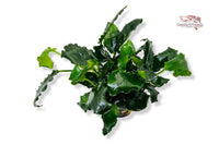 Anubias-Nana-Kirin-drachenähnliches-Fabelwesen-Aufsitzerpflanze-langsam-wachsend-Dennerle-Dennerlplants-welliges-Zwergspeerblatt-Speerblatt-Aquariumpflanze-Rhizome-Rhizom-anspruchslos-einfach-resistent-pflanzenfressende-Fische-langsamwachsend-auf-Holz-Wurzeln-Steine-Lavastein-Guppy4friends