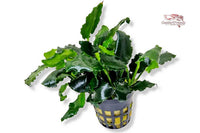 Anubias-Nana-Kirin-drachenähnliches-Fabelwesen-Aufsitzerpflanze-langsam-wachsend-Dennerle-Dennerlplants-welliges-Zwergspeerblatt-Speerblatt-Aquariumpflanze-Rhizome-Rhizom-anspruchslos-einfach-resistent-pflanzenfressende-Fische-langsamwachsend-auf-Holz-Wurzeln-Steine-Lavastein-Guppy4friends