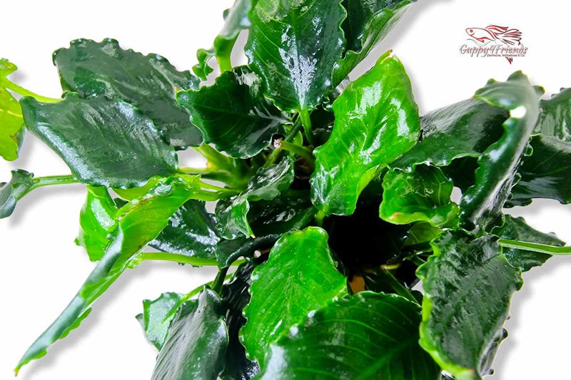 Anubias-Nana-Kirin-drachenähnliches-Fabelwesen-Aufsitzerpflanze-langsam-wachsend-Dennerle-Dennerlplants-welliges-Zwergspeerblatt-Speerblatt-Aquariumpflanze-Rhizome-Rhizom-anspruchslos-einfach-resistent-pflanzenfressende-Fische-langsamwachsend-auf-Holz-Wurzeln-Steine-Lavastein-Guppy4friends