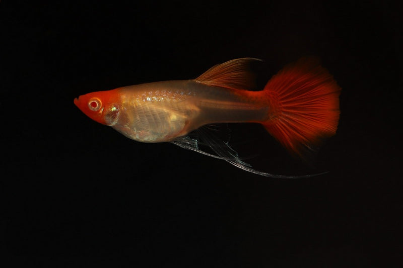 Guppy Koi snakeskin ribbon long fin. Koi Guppy Weibchen. Guppy4friends Hochzucht Guppys. Raritäten Guppy. Guppy Rarität. 