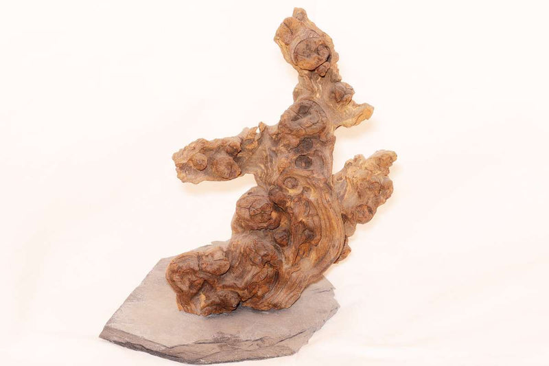 Kongo-Baum auf Schieferplatte / verschiedene Größen