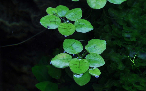 Schwimmpflanze Limnobium laevigatum für Aquarien. Südamerikanischer Froschbiss. Aquarium. Paludarium. Schnellwachsende Aquariumpflanze. Ihre langen Wurzeln bieten den Fischen Schutz und dient als Unterschlupf für Fischbrut. 