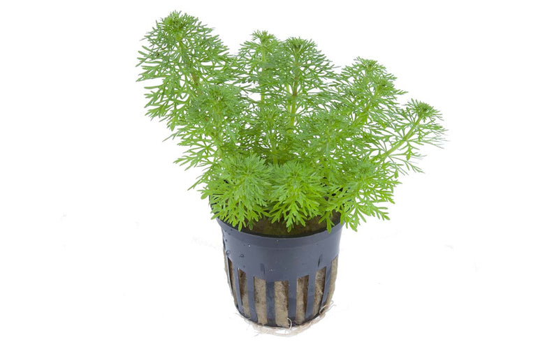 Aquariumpflanze-limnophila-sessiliflora-schnellwachsend-Algenbekämpfung-Algen-waterplant-tropica-Hintergrundpflanze-Nährstoffaufnahme