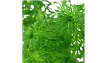 Aquariumpflanze-waterplant-aquarium-plants-limnophila-sessiliflora-Einfahrphase-Aquarium-Neueinrichtung-Erstbesatz-Aquarium-Einlaufphase-gegen-Algen-Algenwachstum-Hilfsplanze-Aquarium