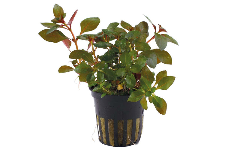 Aquariumpflanze-Ludwigia-repens-rubin-Tropica-Akzentpflanze-Rot-roteAquariumpflanze-anspruchslos