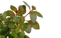 Ludwigia-repens-rubin-rote-ludwigie-Aquariumpflanze-waterplant-waterplants-red-plant-Hintergrundpflanze