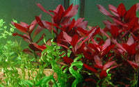 Aquaplant-tiefrote-Ludwigie-Ludwigia-repens-Rubin-Hintergrundpflanze-Mittelgrundpflanze-Aquarium-Hintergrund-Mittelgrund
