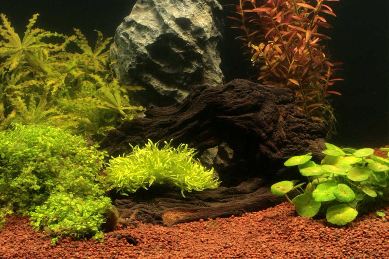 JBL-Manado-Naturbodengrund-Aquarium-natural-aquarium-natural-optic-fish-tank