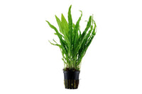 Javafarn klassisch / Microsorum pteropus. Robust gegen Buntbarsche. Barschfeste Aquariumpflanze. Verträgt hohe Temperaturen. 