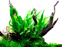 Javafarn klassisch / Microsorum pteropus. Aquascaping Pflanze. Aquariumpflanze für Holz. 
