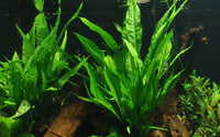 Microsorum pteropus Javafarn. Wasserfarn Aufsitzerpflanze. Robust gegen pflanzenfressende Fische. Vermehrung durch Rhizomteilung. Ableger entstehen auch an den Altblättern 