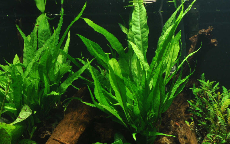 Microsorum pteropus Javafarn. Wasserfarn Aufsitzerpflanze. Robust gegen pflanzenfressende Fische. Vermehrung durch Rhizomteilung. Ableger entstehen auch an den Altblättern 
