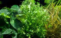 Microsorum pteropus windelov. Javafarn Aquarium. Rhizomteilung. Haftwurzeln