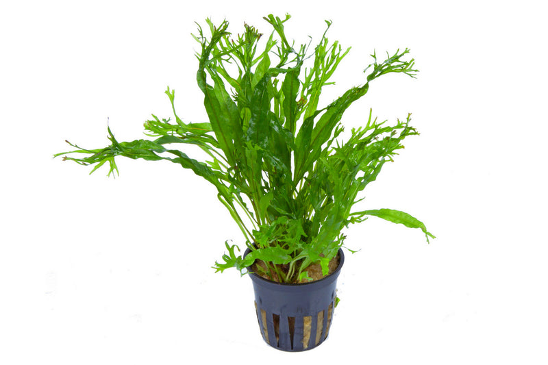 Microsorum pteropus windelov. Aquariumpflanze für hohe Temperaturen. Aquariumpflanze Skalarbecken Diskusbecken. Robust gegen Pflanzenfresser. Aquariumpflanze barschfest. 
