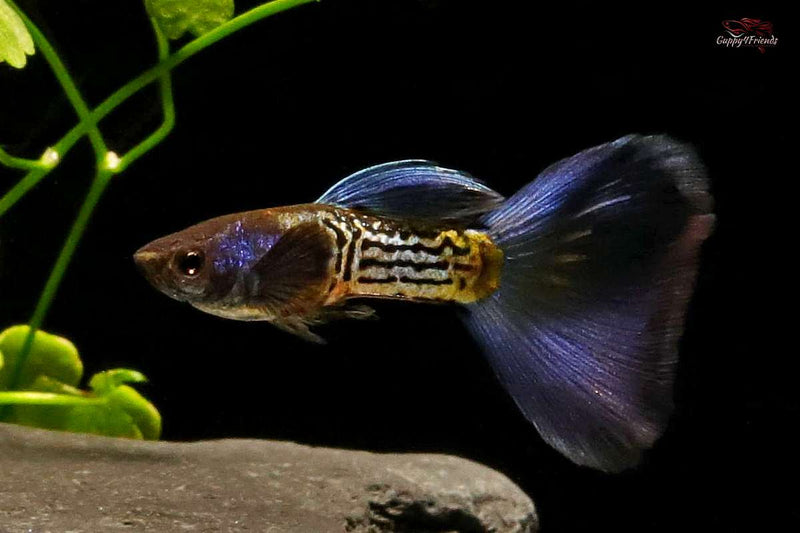 Hochzucht-Guppy-poecilia-reticulata-mssbt-metal-snakeskin-blue-tail-guppy