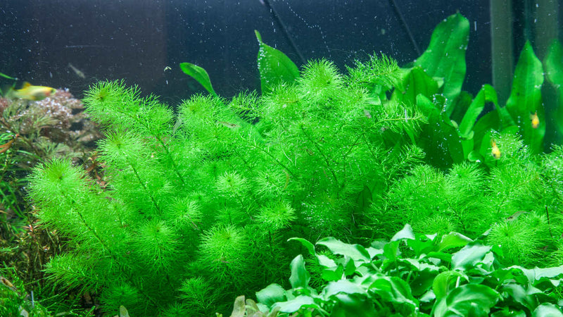 Myriophyllum Guyana federartiges Aussehen. Aquariumpflanze Stängelpflanze. Vermehrung durch Stecklinge. Myriophyllum Tausendblatt. Durchgend hellgrüne Farbe. Auch für kleinere Aquarien geeignet. 