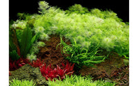 Myriophyllum mattogrosense nimmt viele Nährstoffe aus dem Aquarium. Algen haben keine Chance. Schneller Wuchs hohe Nährstoffaufnahme. Gut für Einlaufphase eines Aquariums. Starter Pflanze Aquarium. Neueinrichtung Aquarium. 