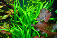 Javafarn Narrow / Microsorum pteropus Narrow / im Topf