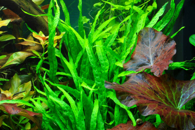 Javafarn Narrow / Microsorum pteropus Narrow / im Topf