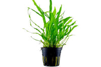 Javafarn-klassich-Microsorum-pteropus-schmaler-Farn-Tüpfelfarngewächse-Topfpflanzen-Aquariumpflanzen-Tropica-Aquariumplants-A/S-planted-tank-Aufsitzerpflanze-Javafarn-Narrow-schmalblättrig-robust-gegen-Barsch-barschfeste-Wasserpflanzen