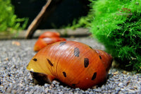 Orange-Track-Rennschnecke-Orangetrackschnecke-snail-Rennschnecken-online-kaufen-Aquariumschnecken-online-bestellen-Kahnschnecke-Neritidae-Neritina-semiconica-Leopard-Rennschnecke-Napfschnecke-gepunktete-Rennschnecke-Algenfresser-Aquarium-Guppy4friends