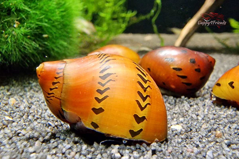 Orange-Track-Rennschnecke-Orangetrackschnecke-snail-Rennschnecken-online-kaufen-Aquariumschnecken-online-bestellen-Kahnschnecke-Neritidae-Neritina-semiconica-Leopard-Rennschnecke-Napfschnecke-gepunktete-Rennschnecke-Algenfresser-Aquarium