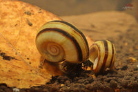 Marisa-Cornuarietis-Paradiesschnecke-Barschbecken-Allesfresser-Apfelschnecke-Artenbecken