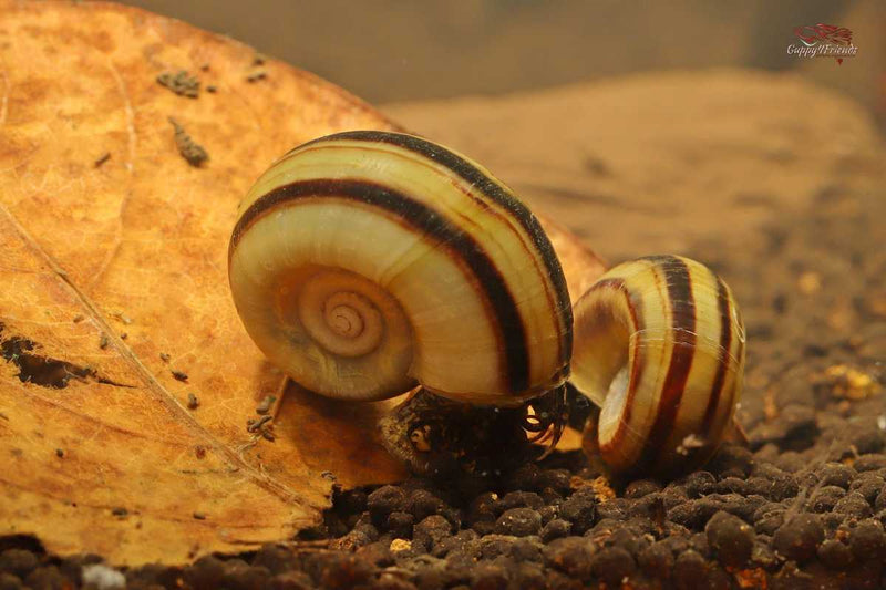 Marisa-Cornuarietis-Paradiesschnecke-Barschbecken-Allesfresser-Apfelschnecke-Artenbecken