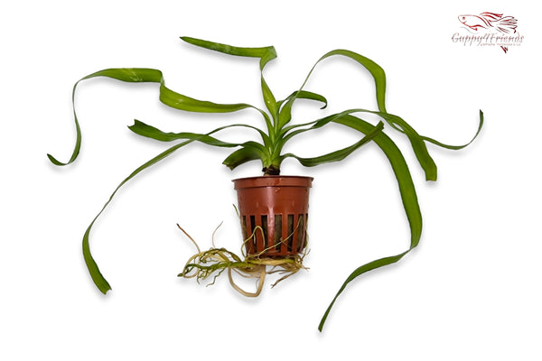 Crinum-thaianum-Hakenlilie-thailändische-Hakenlilie-Aquariumpflanze-XXL-Pflanze-Tropica-Hintergrundpflanze-Aquarium-Zwiebelpflanze
