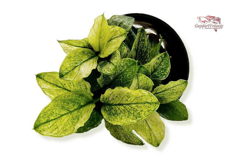 Anubias-Nana-Pinto-Rarität-Aufsitzerpflanze-Dennerle-Dennerleplants-weiß-grüne-Pflanze-Aquariumpflanze-wächst-auf-Wurzeln-Steine-Rhizome-Wasserpflanze-waterplants-planted-tank-Aquascaping-robust-barschfeste-Pflanze-Bitterstoffe-AnubiasPinto-weißgrün-panaschierte-Blätter