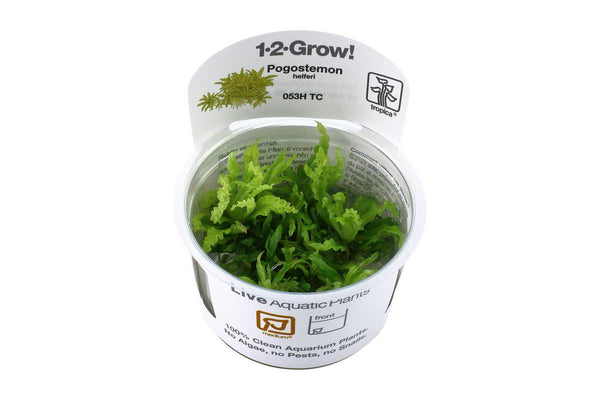 Pogostemon helferi. Kleiner Wasserstern Aquariumfplanze. Aquascaping Pflanze. Vordergrundpflanze Aquarium. Teppichbildende Vordergrundpflanze. 