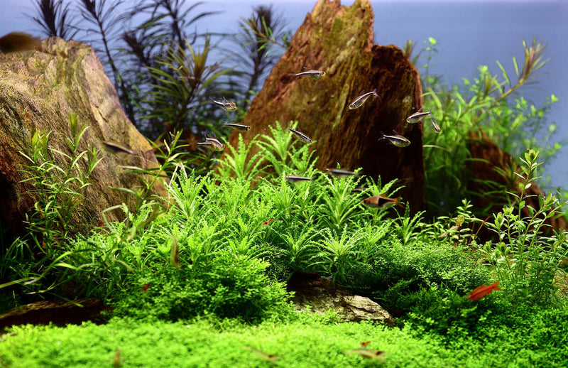 Unterwasserpflanze Aquarium Pogostemon helferi. Nährstoffreicher Boden. Gute Lichtverhältnisse. Vordergrundspflanze fürs Aquarium. Niedrig bleibende, pflegeleichte Aquariumpflanze für den Vordergrund. 