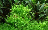 Pogostemon-helferi-Topf-Topfflanze-Tropica-Vorderund-kleinbleibende-Aquariumpflanze