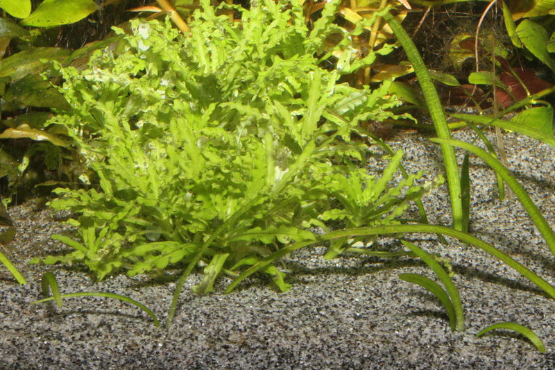 JBL-Sansibar-Grey-Pflanzenwachstum-Naturbodengrund-Pflanzen-Aquariumpflanzen-Aquaristiksand-Aquariumsand-Guppy4friends