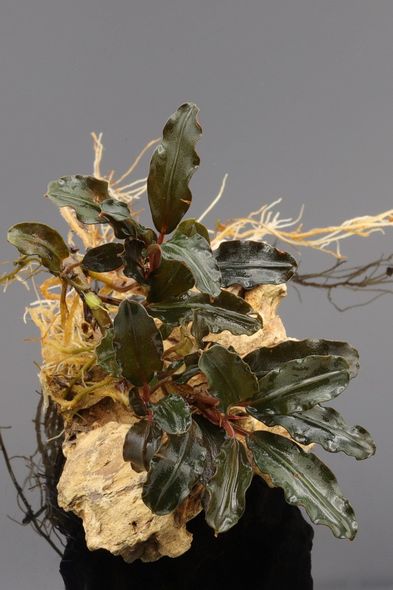 Bucephalandra Rarität Bucephalandra sekadau purple wavy, sehr langsam wachsende Rhizompflanze