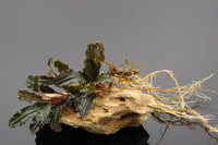 Bucephalandra sekadau wavy, purple wavy, kräftige Blattstruktur, langsam wachsende Aquariumpflanze