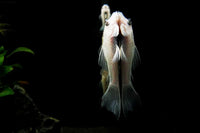Ancistrus-L144-Antennenwels-Snowwhite-Snow-White-Antennenwels-Harnischwels-Höhlenbrüter-Beifisch-Gesellschaftsaquarium-gesellig-catfish