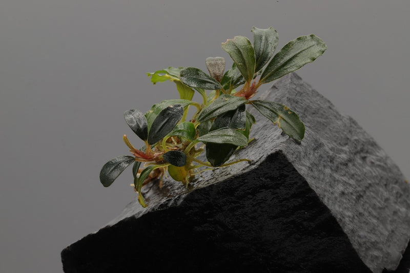 Bucephalandra Starglitz, kleine feine Bucephalandra mit Glitzer auf ihren Blättern, dunkelgrüne leicht längliche Blattform, endemisch auf Borneo. Sehr langsam wachsend. Aquariumpflanze Aufsitzerpflanze