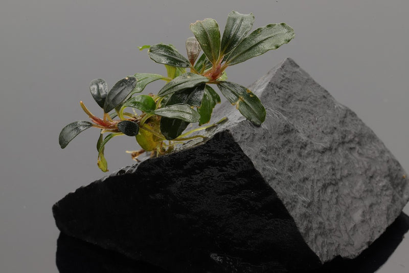 Bucephalandra Starglitz, tolle Aquariumpflanze, wenig Pflegeaufwand, für Anfänger geeignet, Aquascaping Pflanze, nimmt wenig CO2 und wenig Düngung gerne an. Möchte Mikronährstoffe und Makronährstoffe