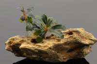 Bucephalandra Starglitz, verträgt Temperaturen bis 30°C.  GH: 0-30° dGH KH: 0-10° dKH PH: 5-8, wenig bis mittlerer Lichtbedarf
