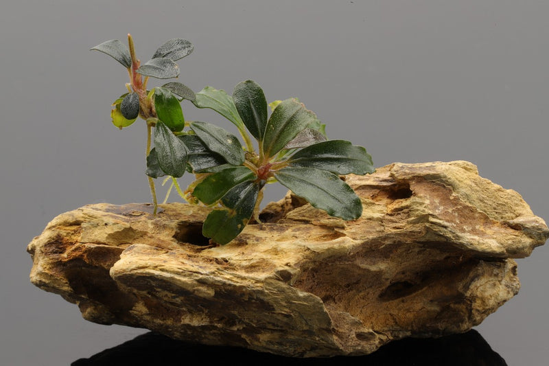 Bucephalandra Starglitz, verträgt Temperaturen bis 30°C.  GH: 0-30° dGH KH: 0-10° dKH PH: 5-8, wenig bis mittlerer Lichtbedarf