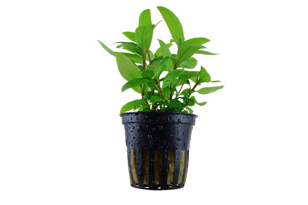 Staurogyne repens. Aquarium Vordergrundpflanze. Aquascaping Pflanze. Kriechende Staurogyne für Aquarien. 